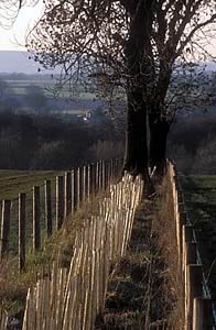 hedge planting