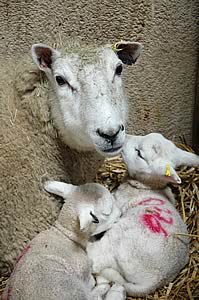 ewe and lambs