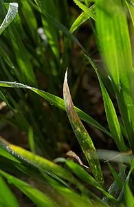 disease on leaf