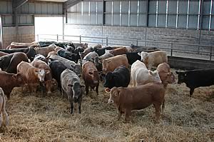 beef cattle