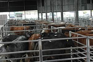 beef cattle