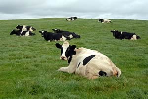 cows in field