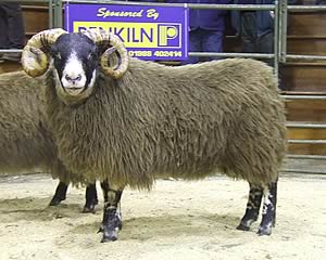 Blackface Sheep