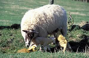 lambing season