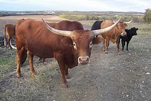 texas longhorns