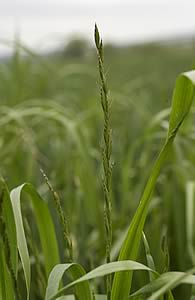 rye-grass head