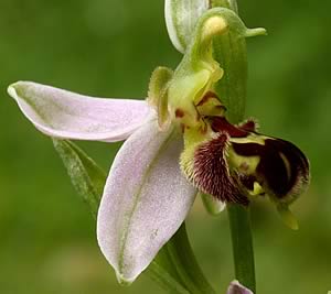 Bee Orchid