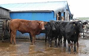 Strong store cattle at Terrys Farm