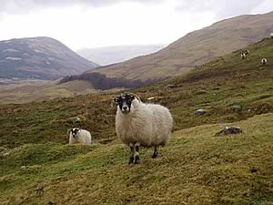 blackface ewe