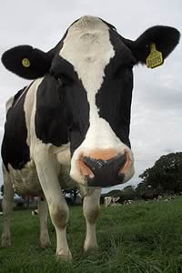 dairy cow