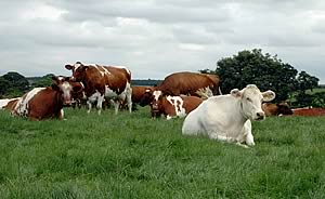 Dairy Shorthorn cows