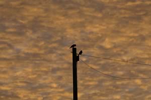 telephone pole