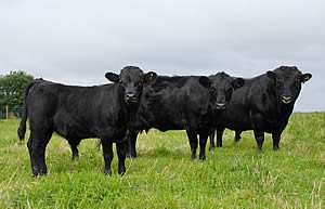 Dexter cattle