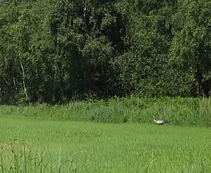 Part of the land is one of the UK's only successful nesting sites of Uganda’s National Bird, the Great Crested Crane