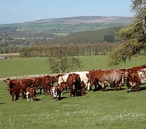 shorthorn beef cattle