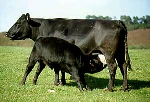 Suckled calf producers need to increase herd profitability