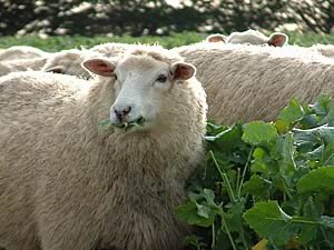 hybrid brassicas