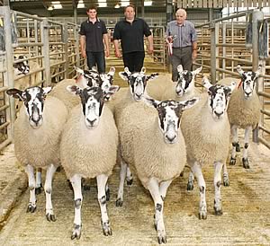 Skipton Mule gimmer shearling champions