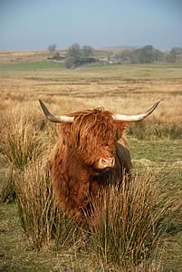 highland cow