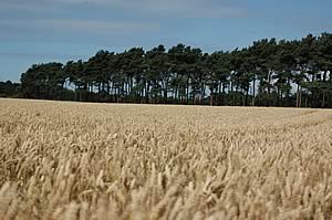 wheat field