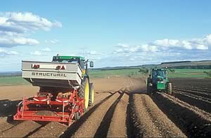 planting crop