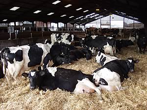 dairy cows