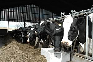 dairy cows