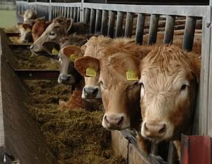 cattle feeding