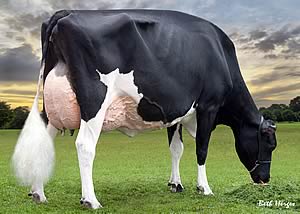 Future’s dam, Harvue Roy Frosty EX95