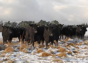 galloway cattle