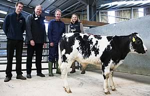 Skipton calf champion