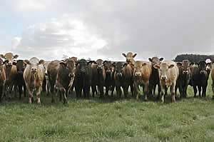 beef cattle