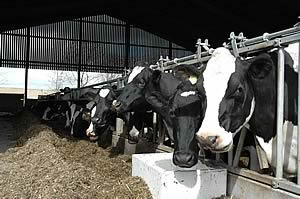 dairy cattle