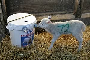 Shepherdess lamb feeding system