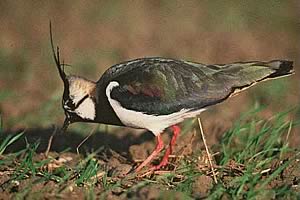 Lapwing