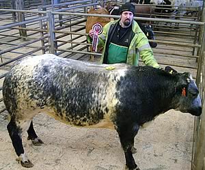 Belgian Blue Bullock