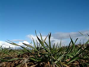 As temperatures rise again, yellow rust will start to produce spores, growers are being warned