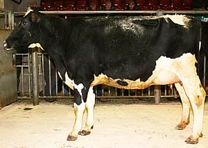 The Craven Dairy Auction February champio