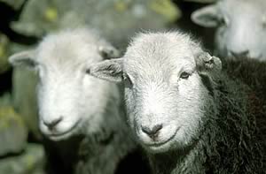 Herdwick sheep