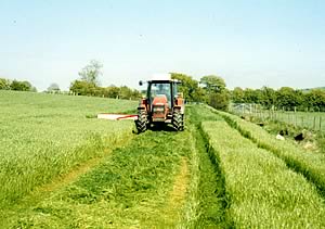 grass mowing