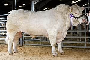 Wesley Deacon at 4,800gns