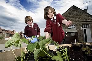 Tom Taylor Scaife and Abi Wilkinson of St John’s C of E Primary School in Knaresborough beginning work on their veggie box.