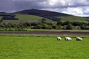 Good grazing management is vital