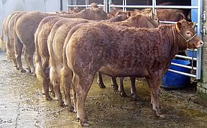 Brontemoor Limousins