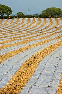 maize planting