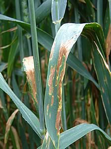 Rust and Septoria