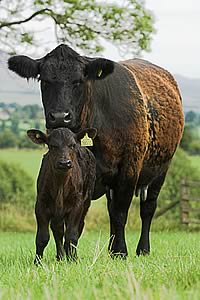 Cow and calf