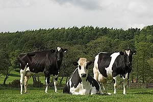 dairy cattle