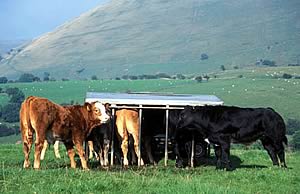 cattle feeding