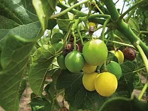 Jatropha fruits at different stages of maturity.